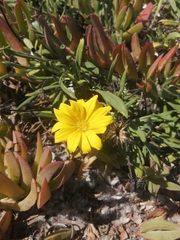 Gazania rigens