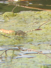 Arigomphus submedianus