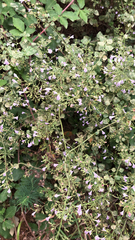 Clinopodium nepeta