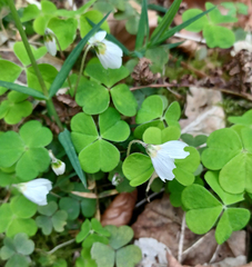 Oxalis acetosella