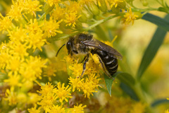 Colletes simulans armatus