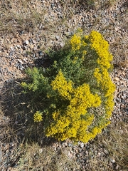 Chrysothamnus viscidiflorus