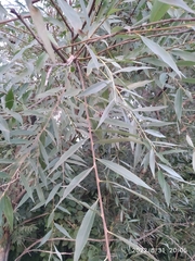 Salix alba