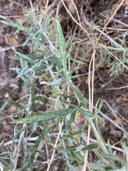Artemisia dracunculus