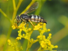 Bicyrtes quadrifasciatus