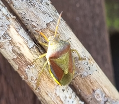 Piezodorus lituratus