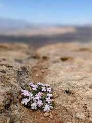 Phlox austromontana