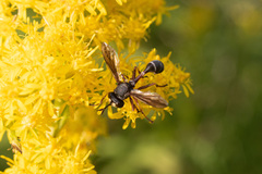 Physocephala furcillata