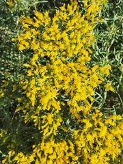 Chrysothamnus viscidiflorus