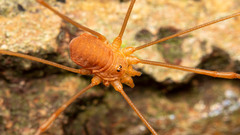 Opilioninae