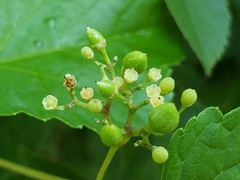 Ampelopsis glandulosa