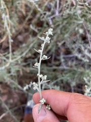 Artemisia dracunculus