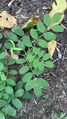 Astragalus glycyphyllos
