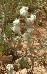 Bombycilaena discolor