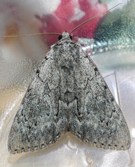 Catocala habilis