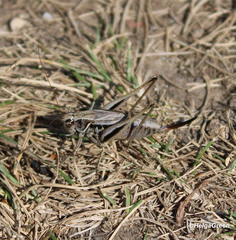 Metrioptera brachyptera