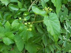 Ampelopsis glandulosa