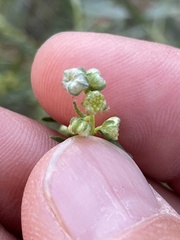 Artemisia dracunculus