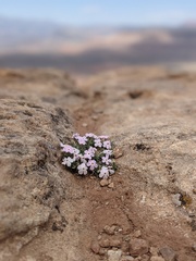 Phlox austromontana