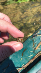 Planorbella trivolvis