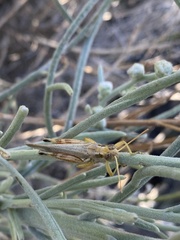 Melanoplinae