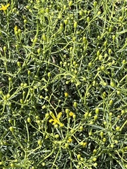 Senecio spartioides