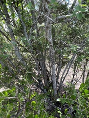 Forestiera reticulata