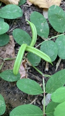 Astragalus glycyphyllos