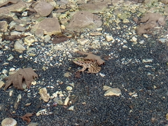Pelophylax kurtmuelleri