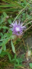Centaurea phrygia pseudophrygia