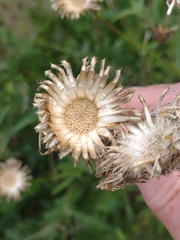 Centaurea scabiosa