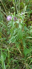 Centaurea phrygia pseudophrygia