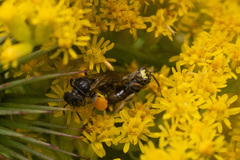 Protandrena andrenoides