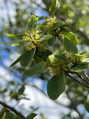 Forestiera reticulata