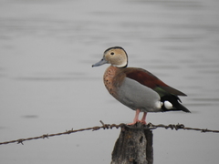 Callonetta leucophrys