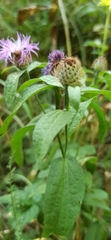 Centaurea phrygia pseudophrygia