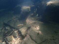 Chrosomus erythrogaster