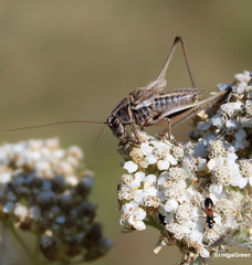 Metrioptera brachyptera