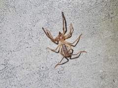 Solifugae