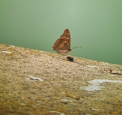 Apatura ilia