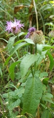 Centaurea phrygia pseudophrygia