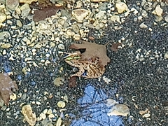 Pelophylax kurtmuelleri