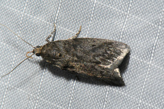 Phycitini