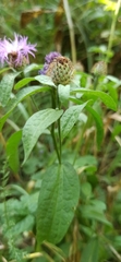 Centaurea phrygia pseudophrygia