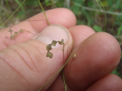 Desmodium procumbens