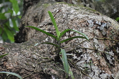 Vandeae