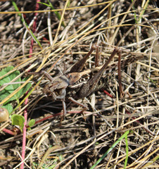 Decticus verrucivorus