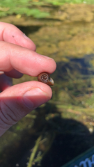 Planorbella trivolvis