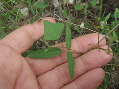 Desmodium procumbens