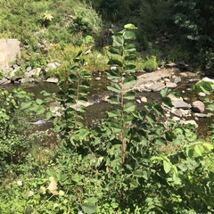 Ulmus glabra